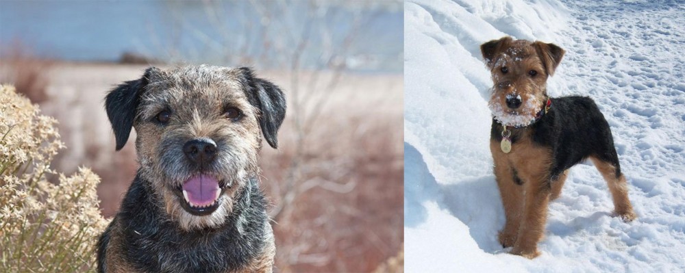 Welsh Terrier vs Border Terrier - Breed Comparison
