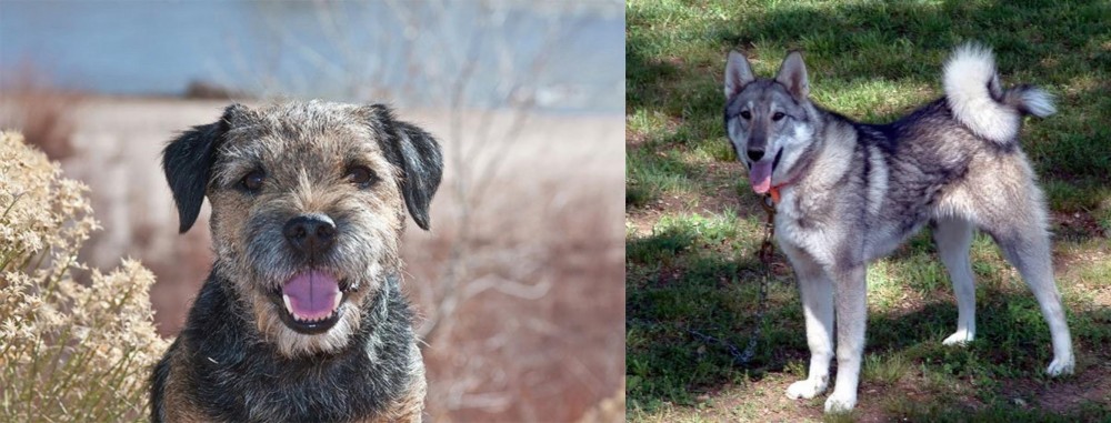 West Siberian Laika vs Border Terrier - Breed Comparison