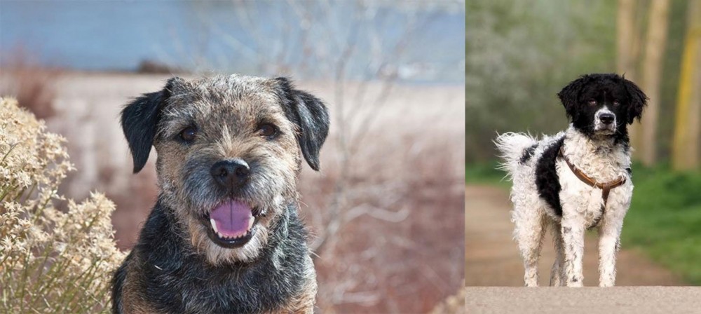 Wetterhoun vs Border Terrier - Breed Comparison