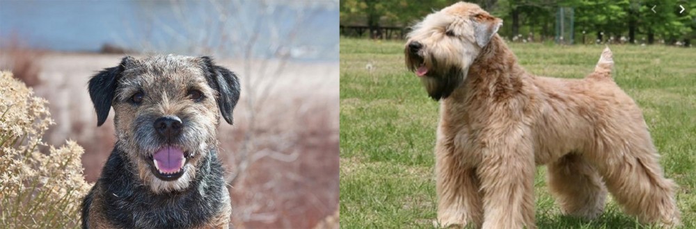 Wheaten Terrier vs Border Terrier - Breed Comparison