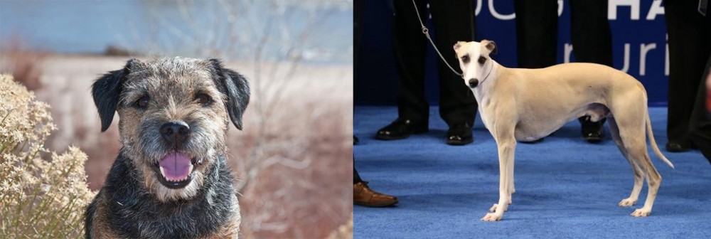 Whippet vs Border Terrier - Breed Comparison
