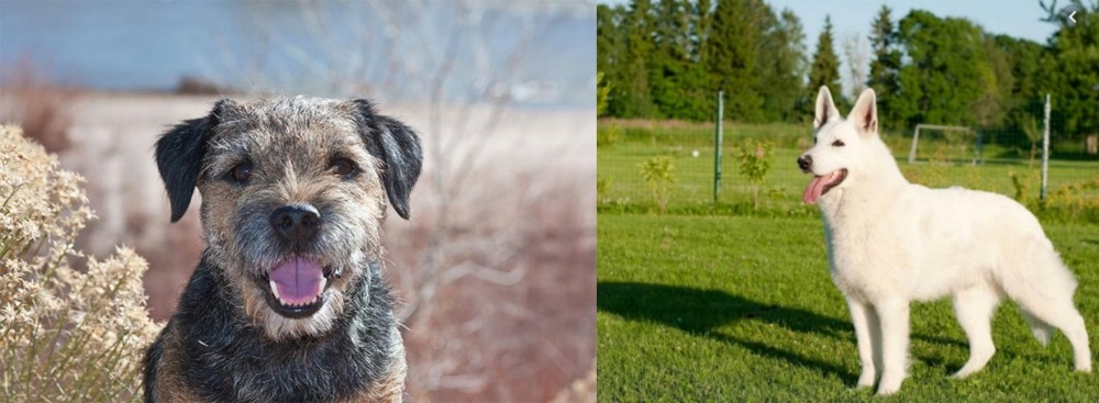 White Shepherd vs Border Terrier - Breed Comparison