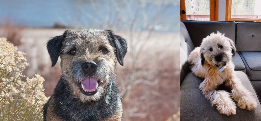 Whoodles vs Border Terrier - Breed Comparison