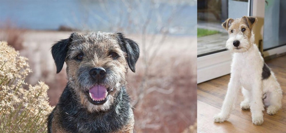 Wire Fox Terrier vs Border Terrier - Breed Comparison