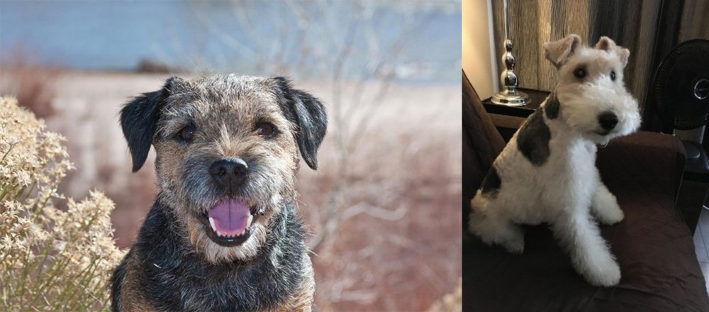 Wire Haired Fox Terrier vs Border Terrier - Breed Comparison