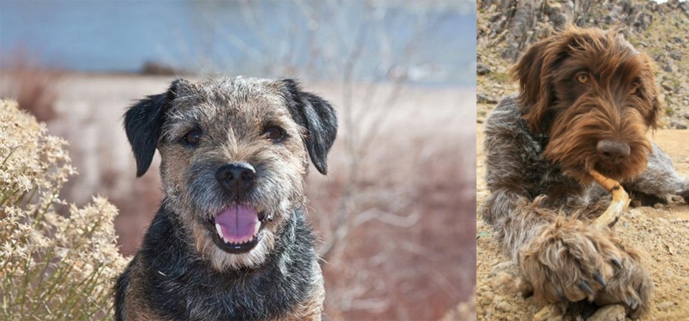 Wirehaired Pointing Griffon vs Border Terrier - Breed Comparison
