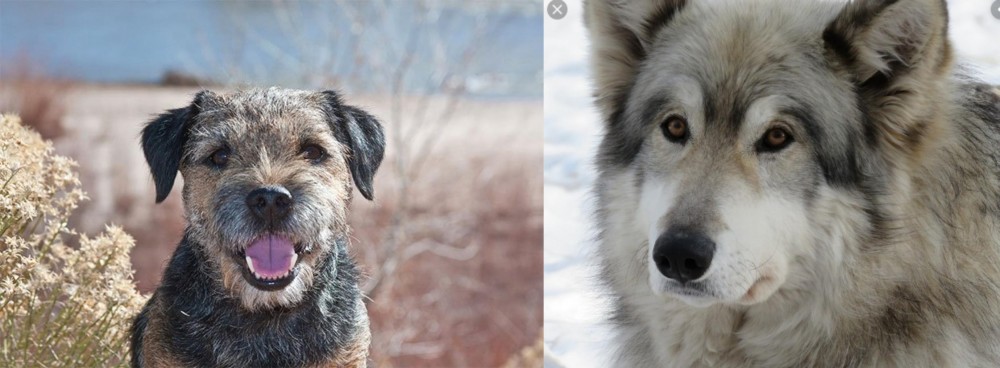 Wolfdog vs Border Terrier - Breed Comparison