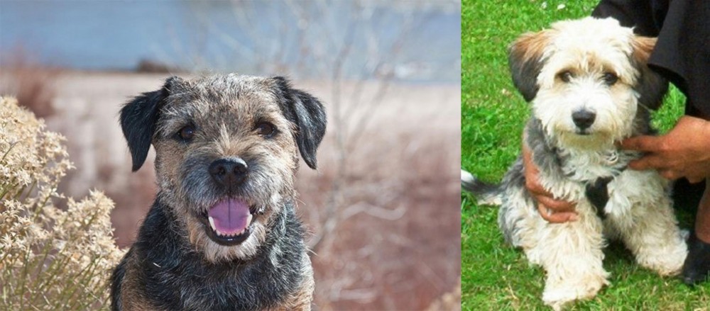 Yo-Chon vs Border Terrier - Breed Comparison