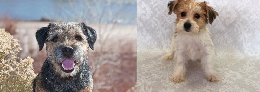 Yochon vs Border Terrier - Breed Comparison