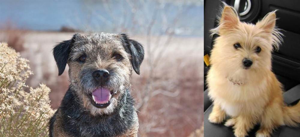 Yoranian vs Border Terrier - Breed Comparison