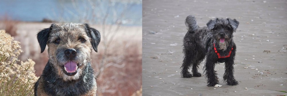 YorkiePoo vs Border Terrier - Breed Comparison