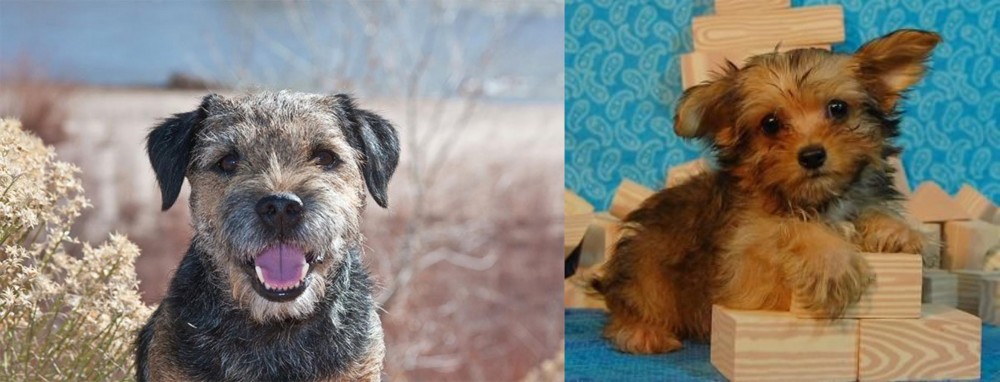Yorkillon vs Border Terrier - Breed Comparison