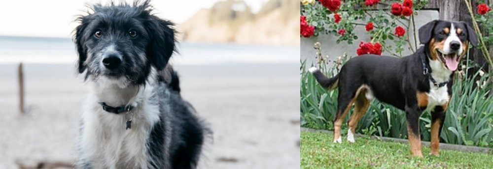 Entlebucher Mountain Dog vs Bordoodle - Breed Comparison