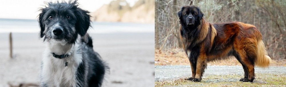 Estrela Mountain Dog vs Bordoodle - Breed Comparison