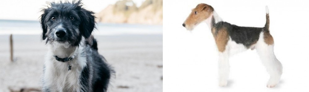 Fox Terrier vs Bordoodle - Breed Comparison