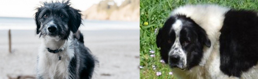 Greek Sheepdog vs Bordoodle - Breed Comparison