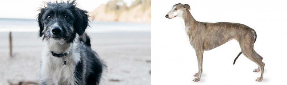 Greyhound vs Bordoodle - Breed Comparison