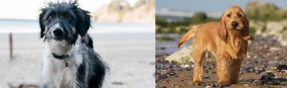 Griffon Fauve de Bretagne vs Bordoodle - Breed Comparison