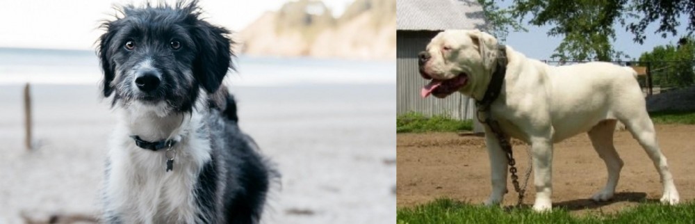 Hermes Bulldogge vs Bordoodle - Breed Comparison