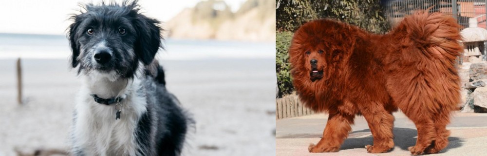 Himalayan Mastiff vs Bordoodle - Breed Comparison