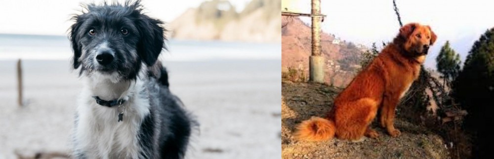 Himalayan Sheepdog vs Bordoodle - Breed Comparison