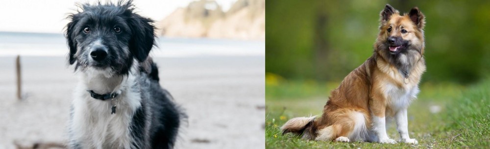 Icelandic Sheepdog vs Bordoodle - Breed Comparison