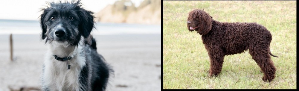 Irish Water Spaniel vs Bordoodle - Breed Comparison