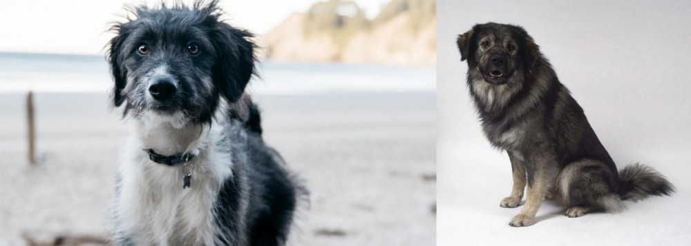 Istrian Sheepdog vs Bordoodle - Breed Comparison