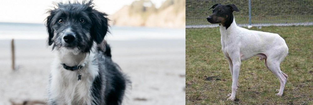 Japanese Terrier vs Bordoodle - Breed Comparison