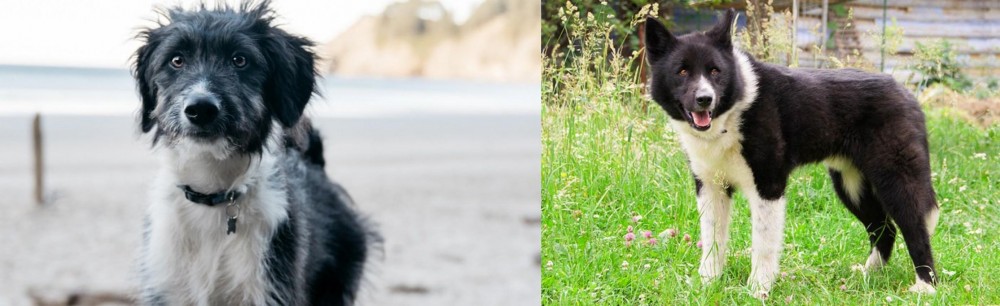 Karelian Bear Dog vs Bordoodle - Breed Comparison