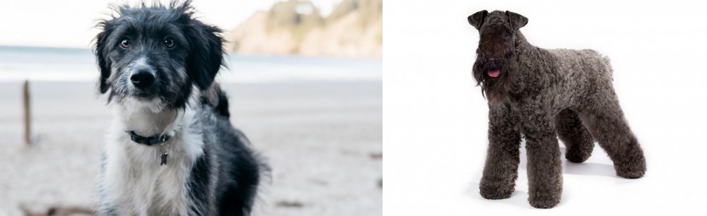 Kerry Blue Terrier vs Bordoodle - Breed Comparison
