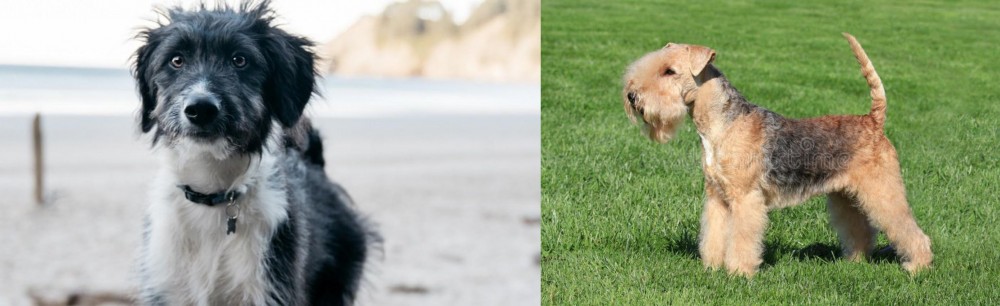 Lakeland Terrier vs Bordoodle - Breed Comparison
