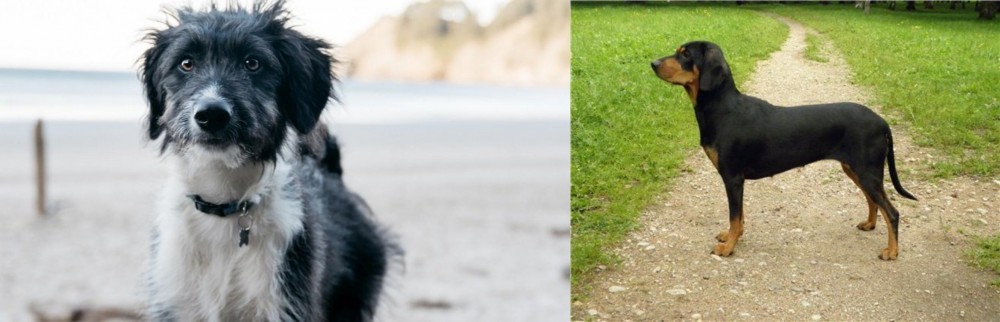 Latvian Hound vs Bordoodle - Breed Comparison