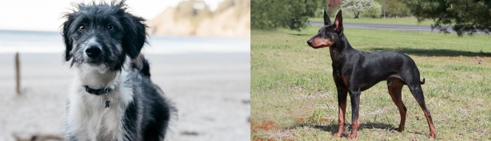 Manchester Terrier vs Bordoodle - Breed Comparison