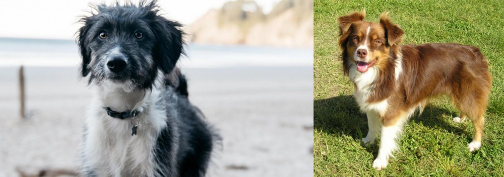 Miniature Australian Shepherd vs Bordoodle - Breed Comparison
