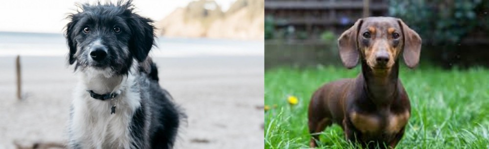Miniature Dachshund vs Bordoodle - Breed Comparison