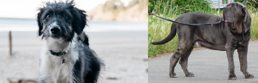 Neapolitan Mastiff vs Bordoodle - Breed Comparison