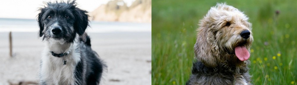 Otterhound vs Bordoodle - Breed Comparison