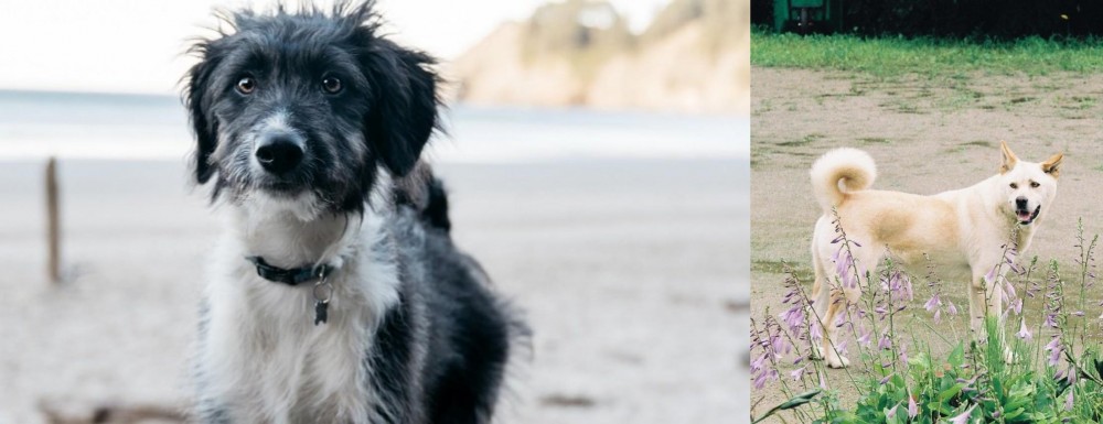 Pungsan Dog vs Bordoodle - Breed Comparison