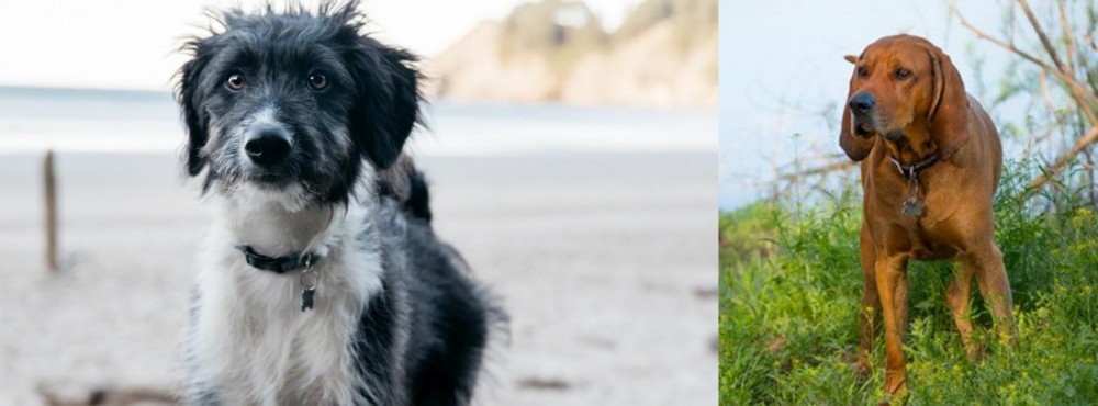 Redbone Coonhound vs Bordoodle - Breed Comparison