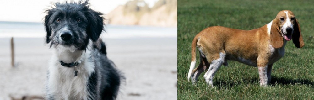 Schweizer Niederlaufhund vs Bordoodle - Breed Comparison