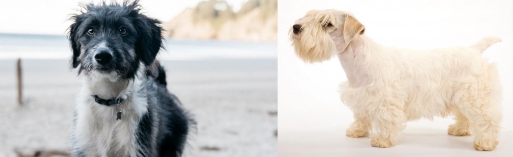 Sealyham Terrier vs Bordoodle - Breed Comparison