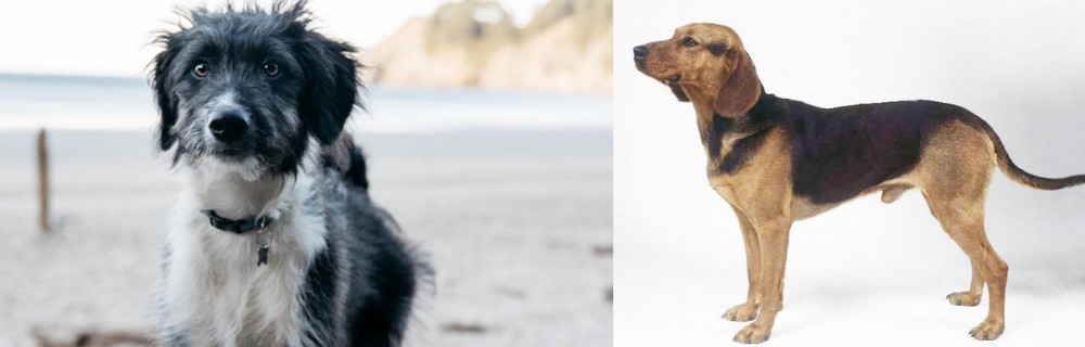 Serbian Hound vs Bordoodle - Breed Comparison