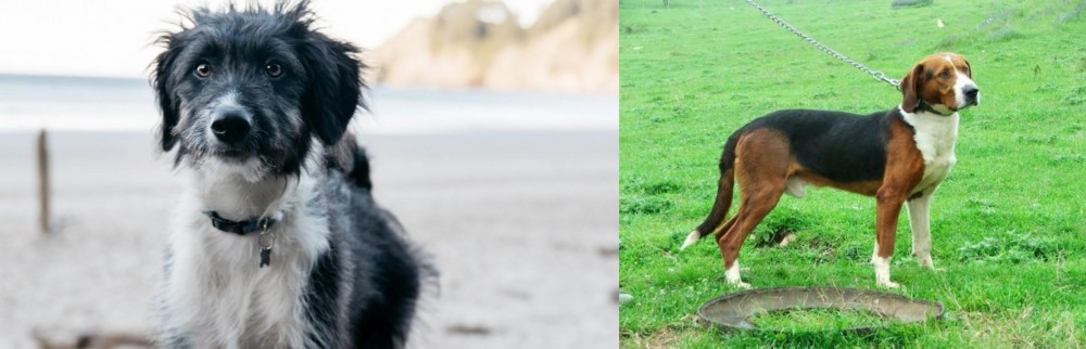 Serbian Tricolour Hound vs Bordoodle - Breed Comparison