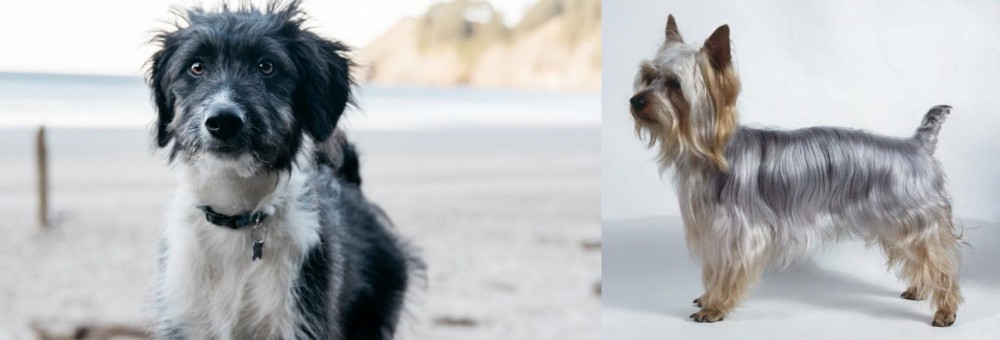 Silky Terrier vs Bordoodle - Breed Comparison