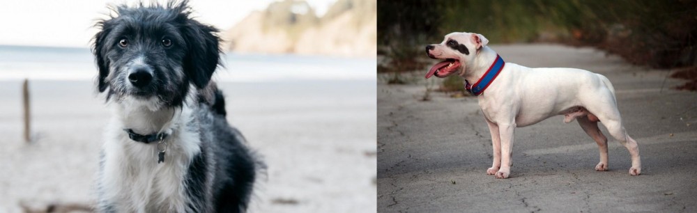 Staffordshire Bull Terrier vs Bordoodle - Breed Comparison