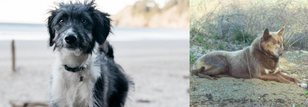 Tahltan Bear Dog vs Bordoodle - Breed Comparison