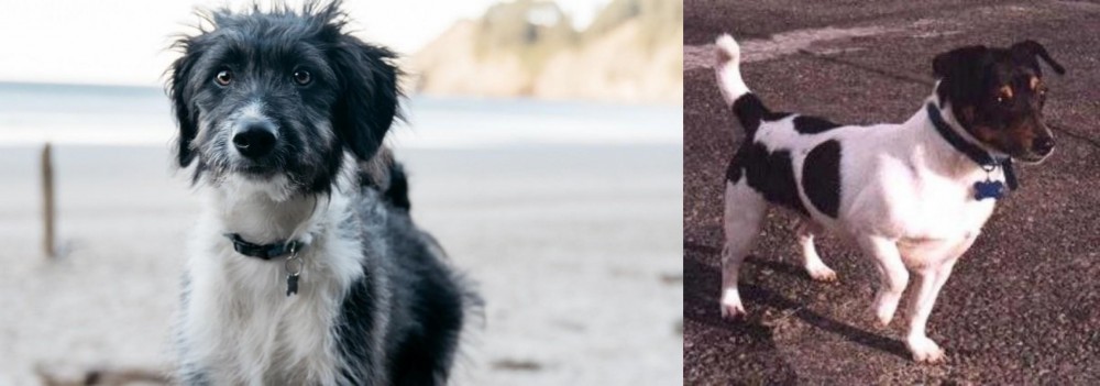 Teddy Roosevelt Terrier vs Bordoodle - Breed Comparison