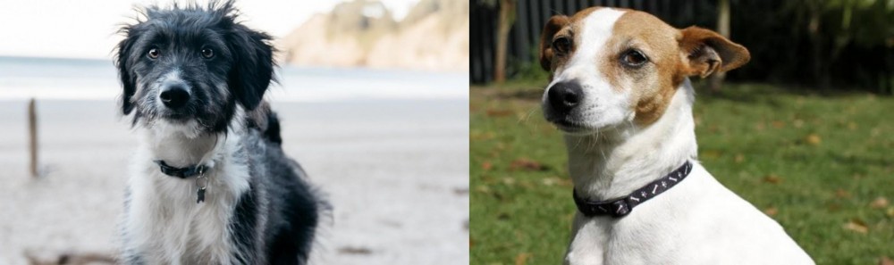 Tenterfield Terrier vs Bordoodle - Breed Comparison