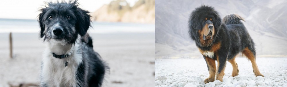 Tibetan Mastiff vs Bordoodle - Breed Comparison